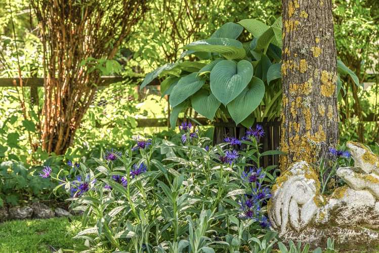 426 Aubrey Road Wanaka_7