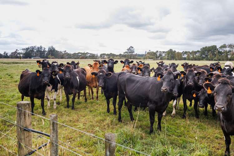 1850 Wellington Road Marton_5