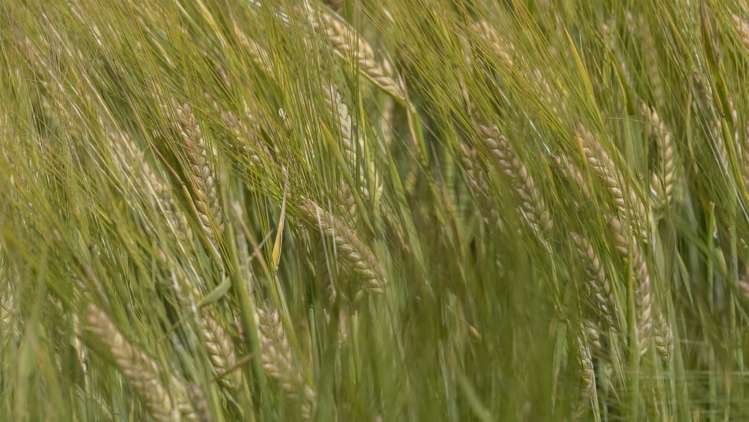 1231 Longbush Road Carterton_18