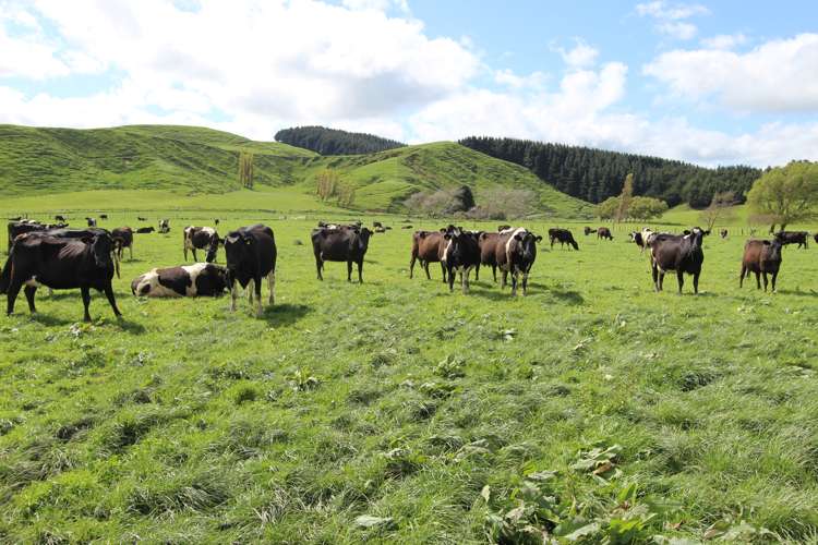 155 Bluff Road Pahiatua_5