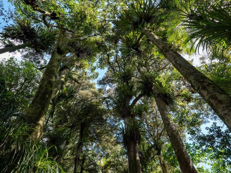 732 Waiare Road Kerikeri_32