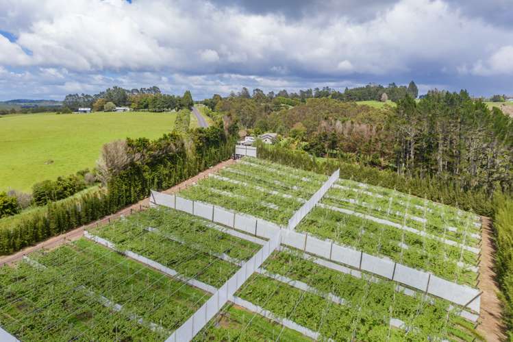 Pungaere Road Kerikeri Surrounds_5