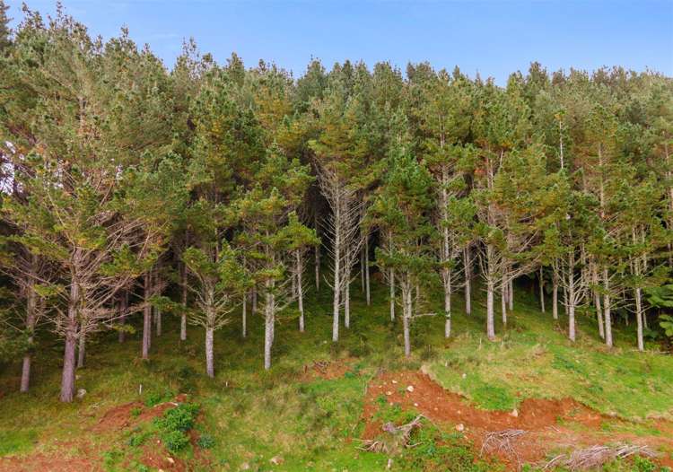 Waitete Road Waihi_1