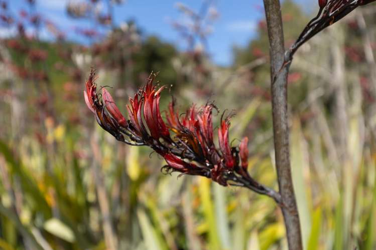 Waiwhero Road Ngatimoti_16
