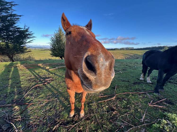 520 Milton Highway Balclutha_8