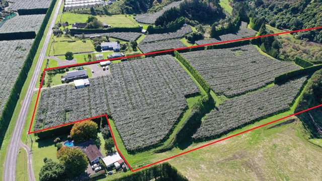 Classic green kiwifruit orchard