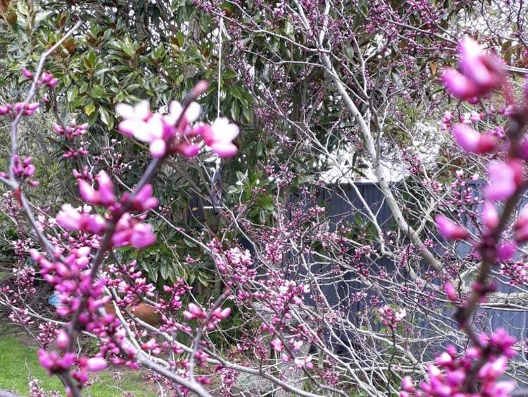 21 Signal Street Marton_30