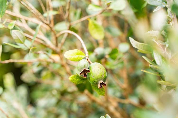 16 Batten Street Wellsford_16