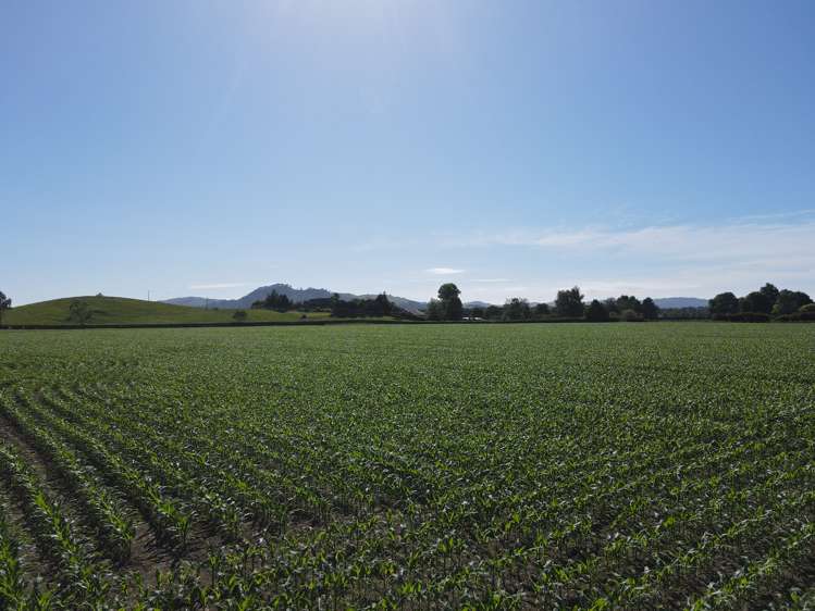 390 Marychurch Road Matangi_10