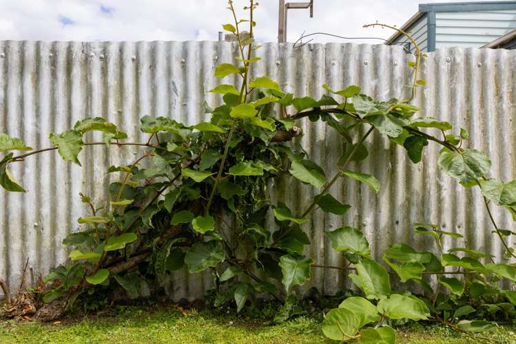 21 Stanley Avenue Te Aroha_18