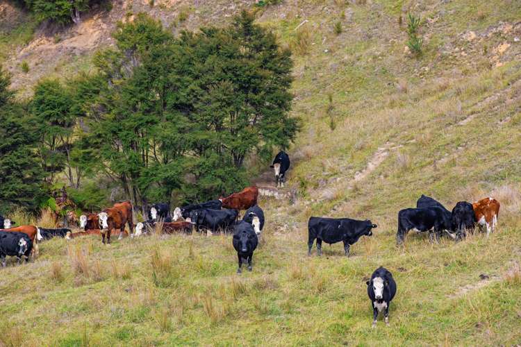 65 Moumoukai Hill Road Ness Valley_3