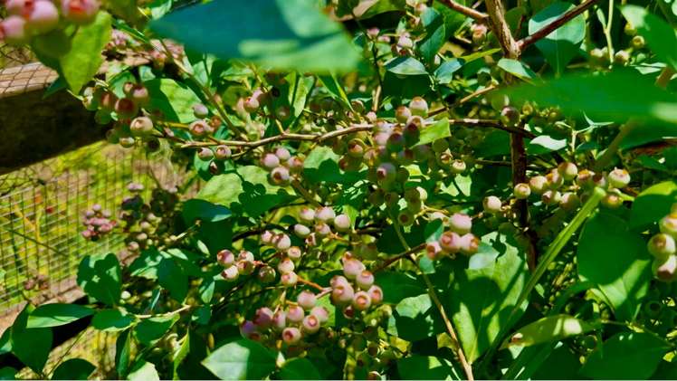 62 Kaitoke Lane Great Barrier Island_27