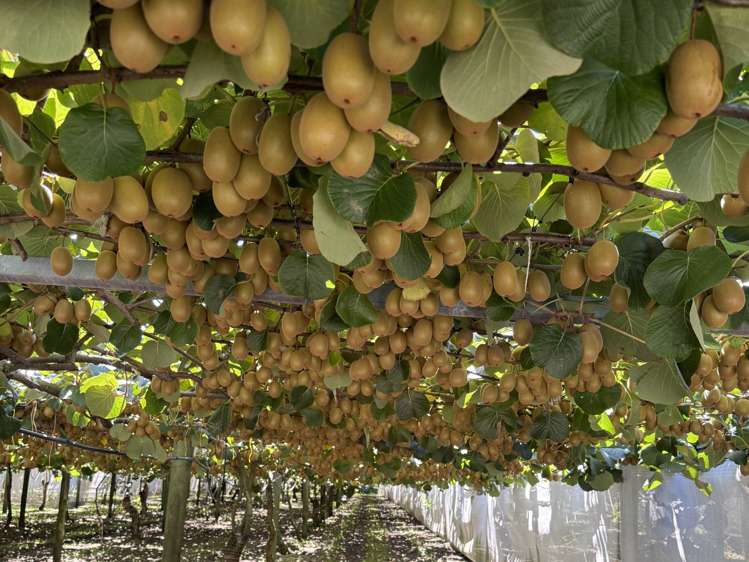 89 Work Road Aongatete_12