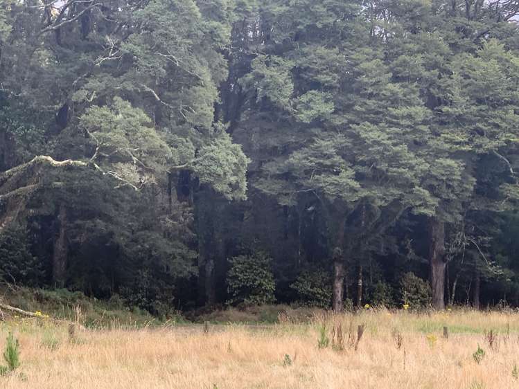 Harrington Mill Road Catlins Surrounds_5