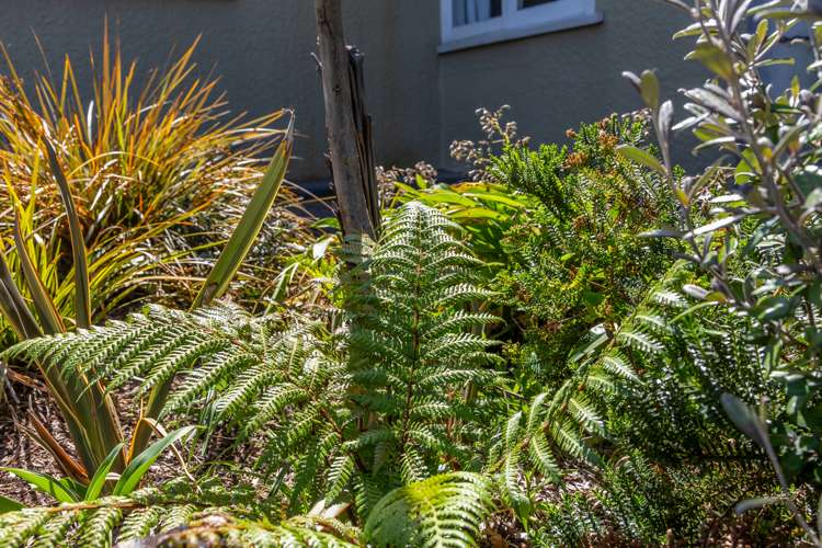 24 Macaulay Street Addington_22