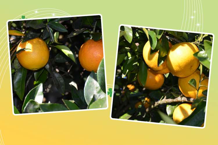 27 Hinemotu Avenue Kawerau_12