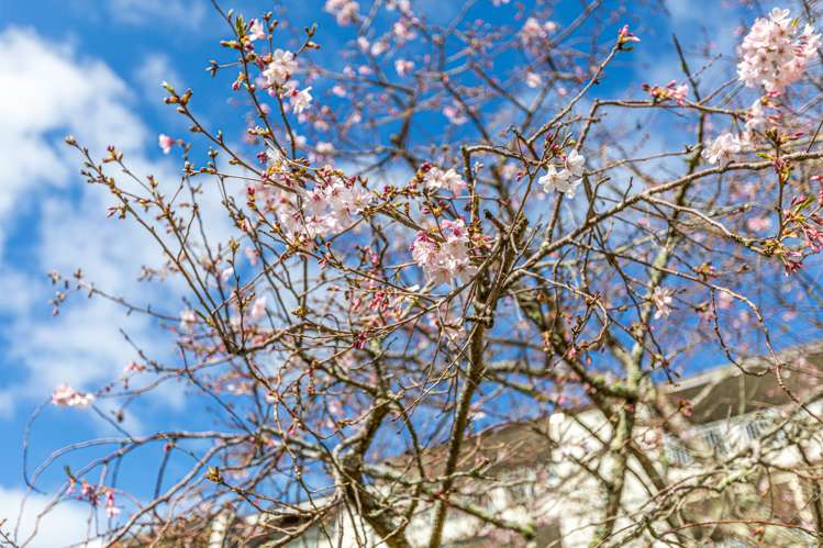 2b/28 Market Place Auckland Central_18