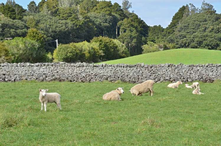 510 Three Mile Bush Road Kamo_41