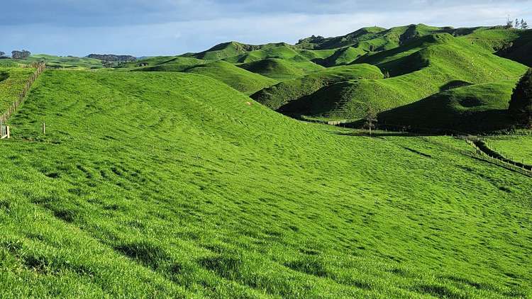 794 Tariki Road Ratapiko_23