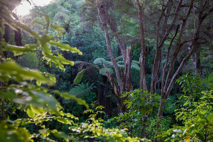 229 Little Sydney Road Motueka_22