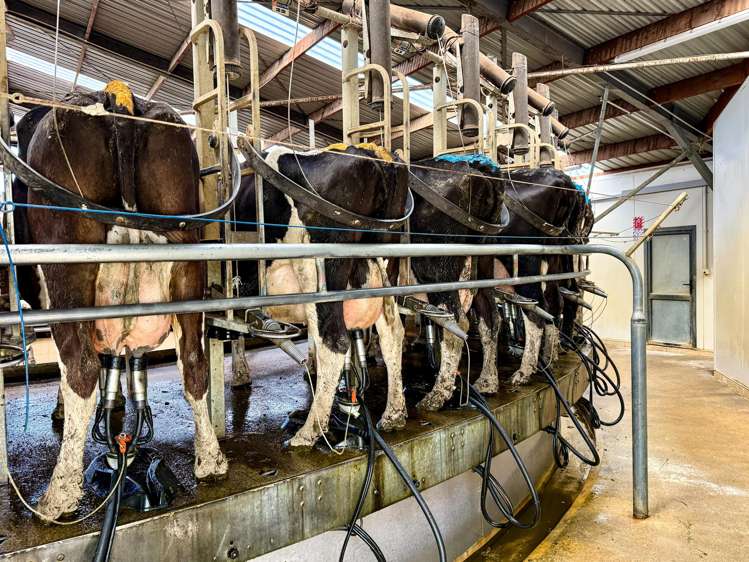 473 Clifden Gorge Road Eastern Bush_14