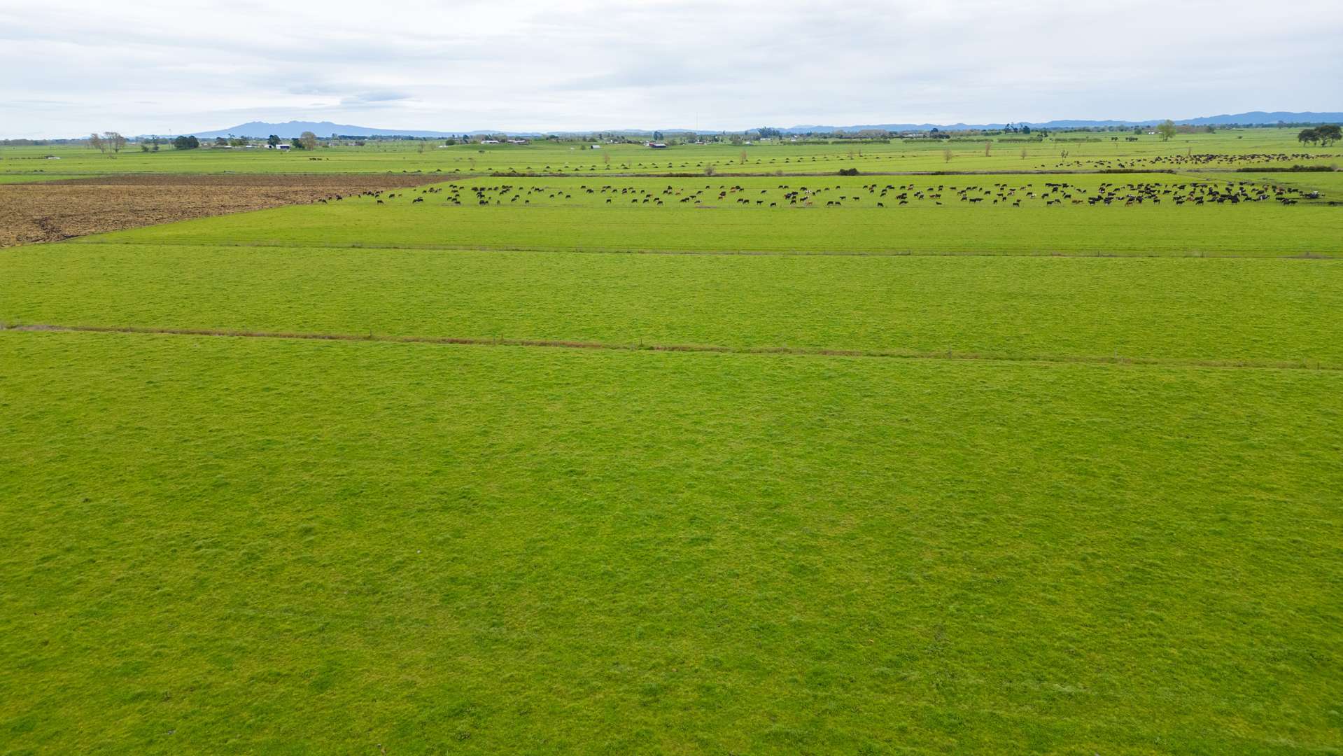 1477D Piako Road Morrinsville_0