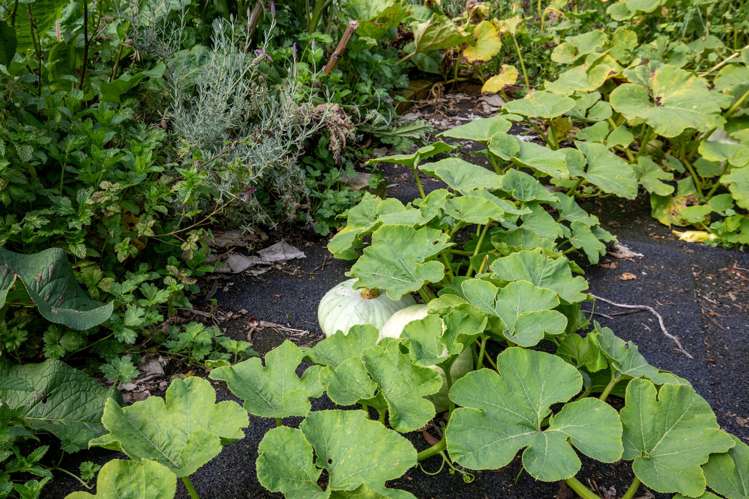 657 Domett Road Domett_28