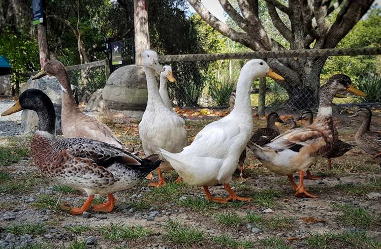 572a Pahi Road Paparoa_14