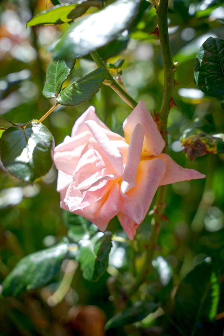 27 Cunningham Place Halswell_29