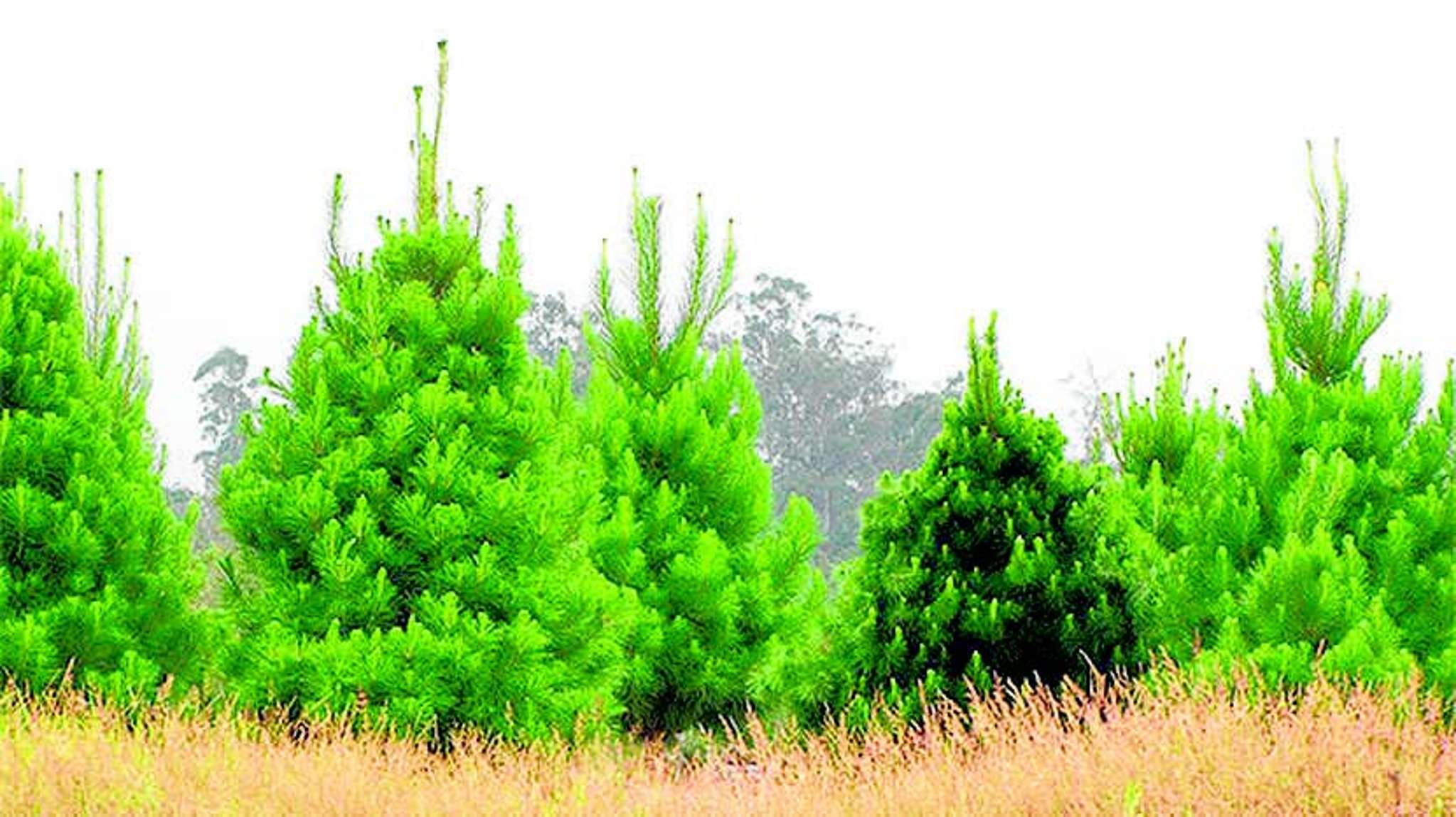 Pine  invasion worse than thought