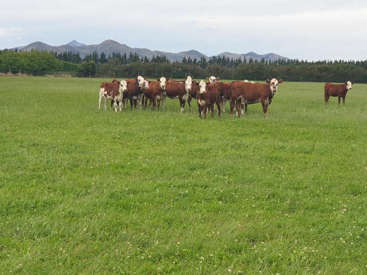 797 Lake Sumner Road Masons Flat_24