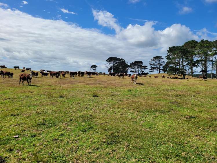 1008 Te Maire Road Te Kopuru_10