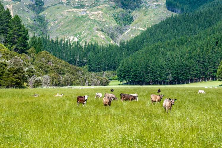 140 Leslies Road Okaramio_36