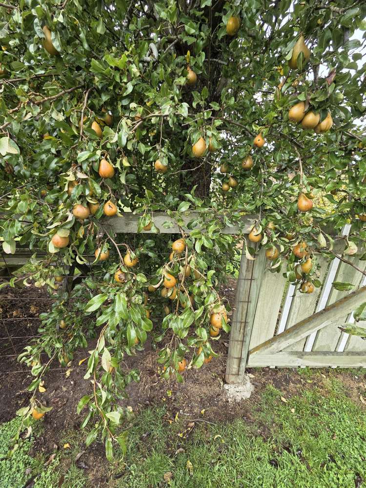 902 Lawrence Waitahuna Highway Waitahuna_14