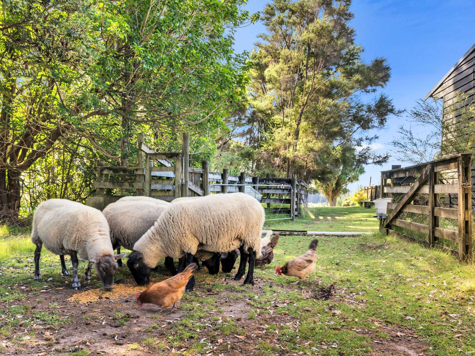 158 McLeod Road South Head_0