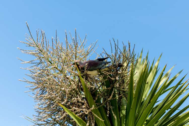 3 Spylaw Street Maori Hill_18