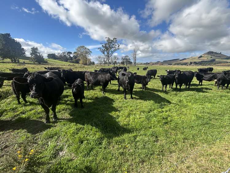 Blacks Road Palmerston_8