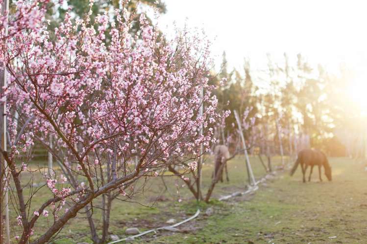 65 Butterfield Road_5