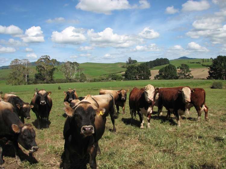 205 Gunn Road Waharoa_12