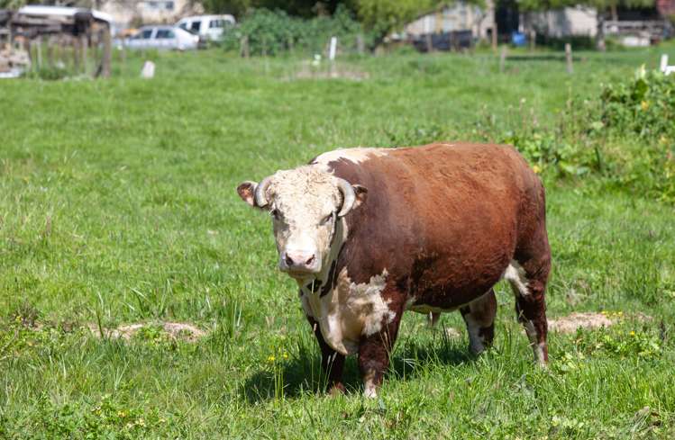 16 Ferry Road Hikutaia_23