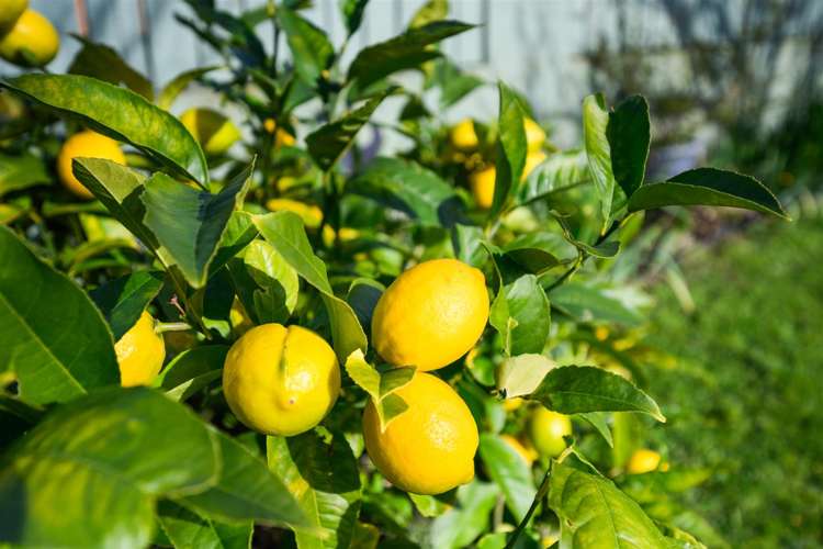 21 Flower Street Bulls_11