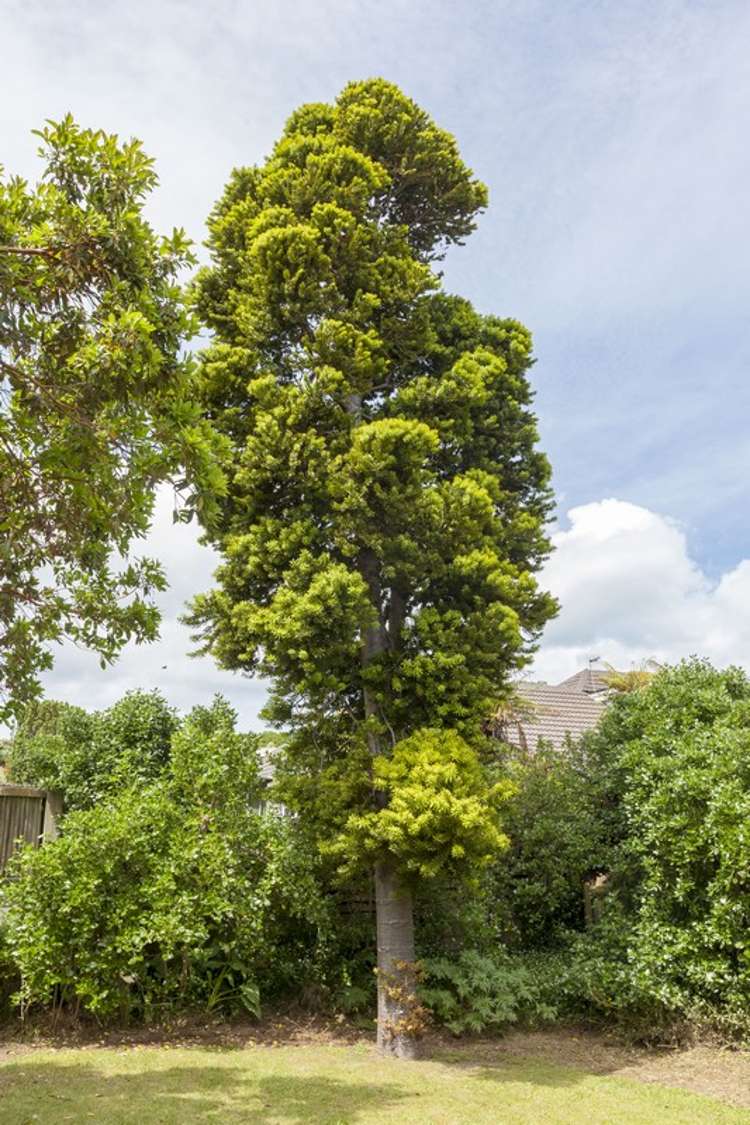 93 Matatua Road Raumati Beach_24