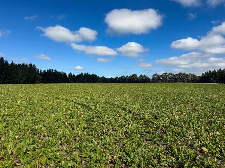 125 Tomogalak Road Ardlussa_13