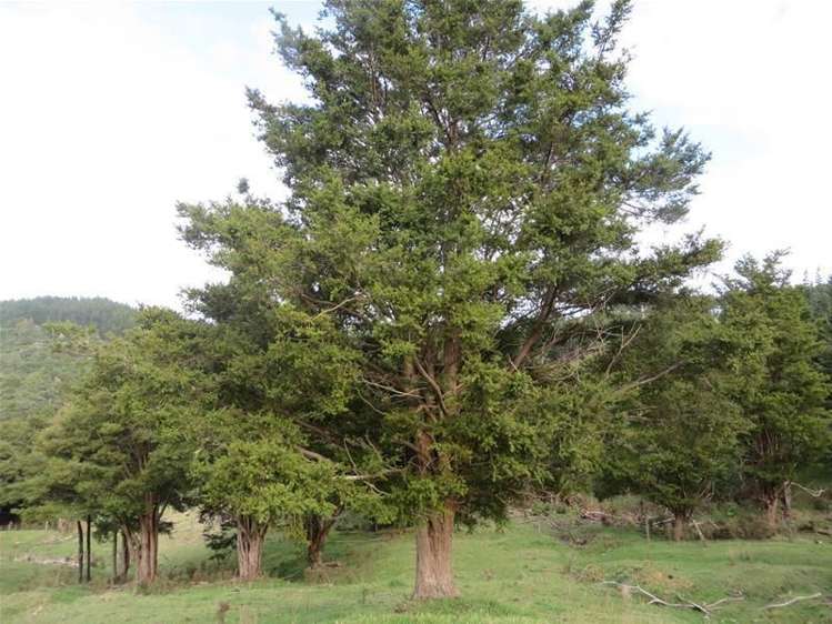 565 Bickerstaffe Road Maungaturoto_8