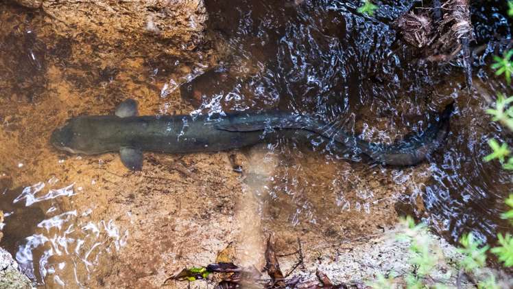 23 Birdsong Lane Mangawhai_16