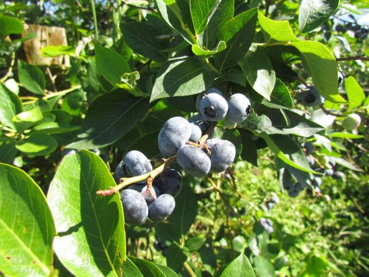 108 Te Rahu Road Whakatane_19