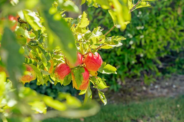 7 De Bettencor Place, Mount Pisa Cromwell_32