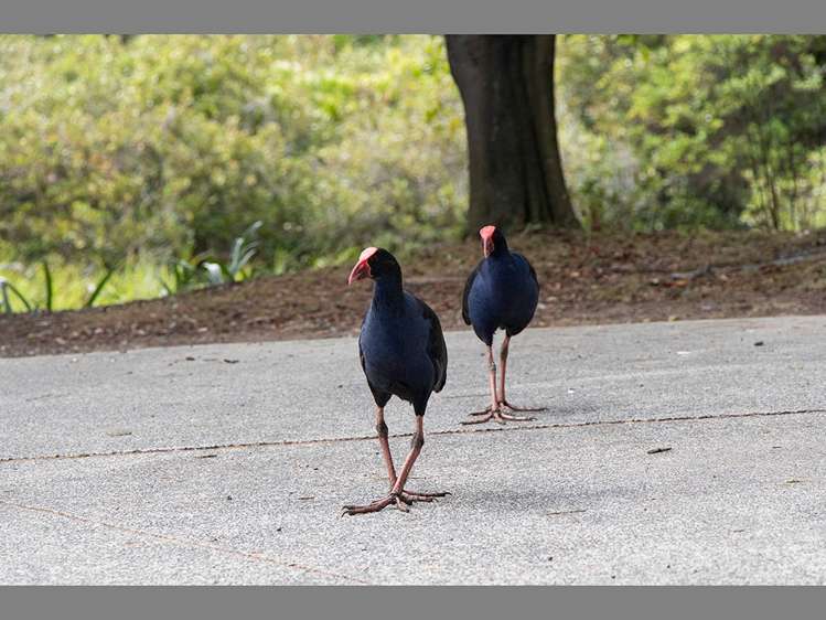 34 Meadow Street Mount Wellington_14