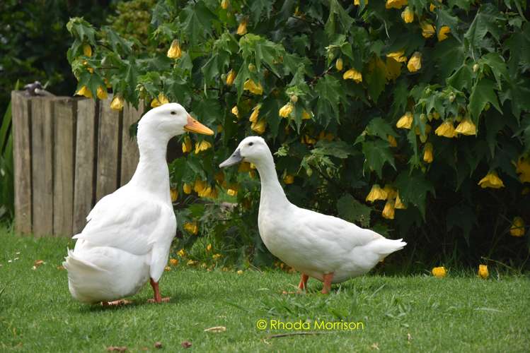 52 Gallie Branch Road Matakohe_10