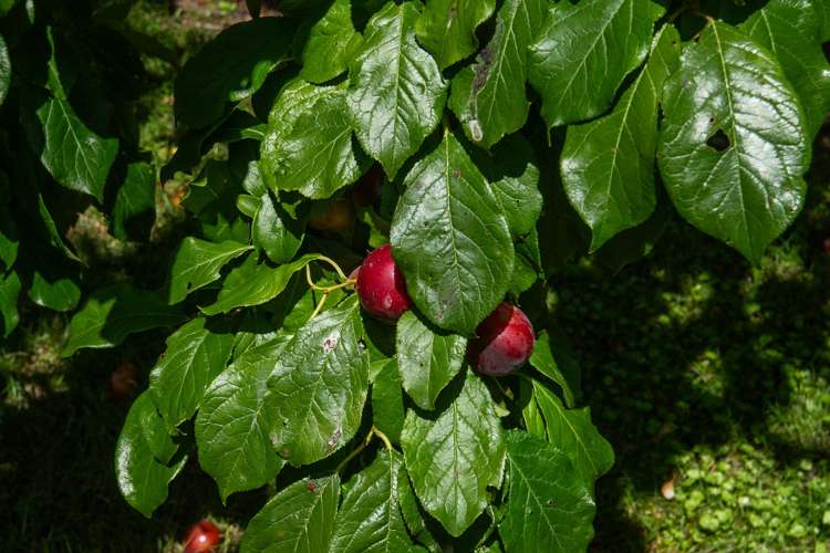 77 Oak Grove Ashburton_21